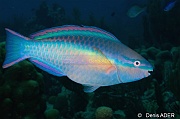 Scarus taeniopterus terminal-Bonaire South Bay-11m-20180218-Denis-ADER-DSC_6531_tn